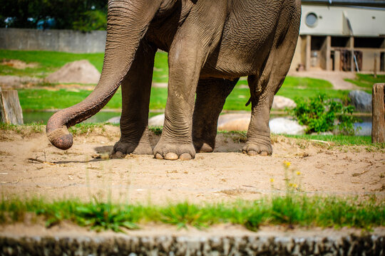 "Happy Elephant" Images – Browse 658 Stock Photos, Vectors, and Video ...
