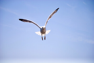 seagull flying over the sea