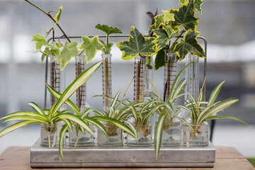 A rack of test tubes with plant slips propegating in them in a greenhouse.