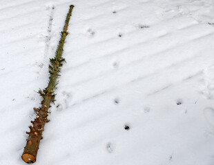 remains of a christmas tree on snow