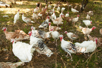 White turkeys walking in the town farm