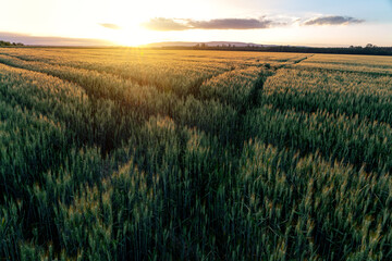 sunset over the wheat field with path ways crossing