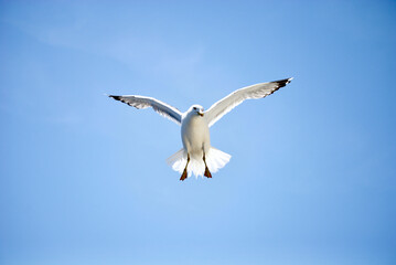 seagull flying over the sea