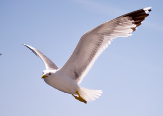 seagull flying over the sea