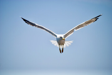 seagull flying over the sea
