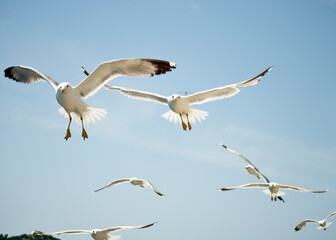 seagull flying over the sea