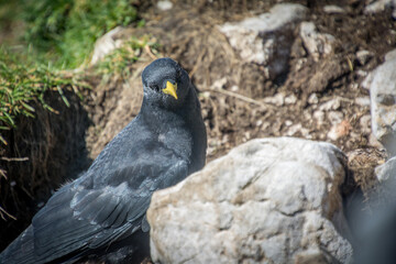 Close up Alpine chough Pyrrhocorax graculus looking into camera in Alps mountains. A portrait of an alpine chough at high altitude