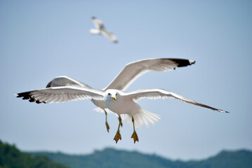 seagull flying over the sea