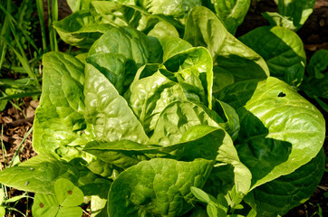 Fototapeta na wymiar close up of green lettuce in garden 