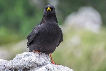 Close up Alpine chough Pyrrhocorax graculus standing on rock in Alps mountains and curiously looking into camera. A portrait of an alpine chough at high altitude. Shallow depth of field