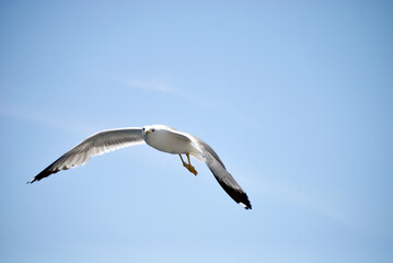 seagull flying over the sea