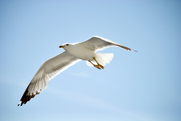 Naklejka premium seagull flying over the sea