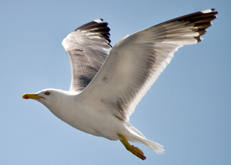 seagull flying over the sea