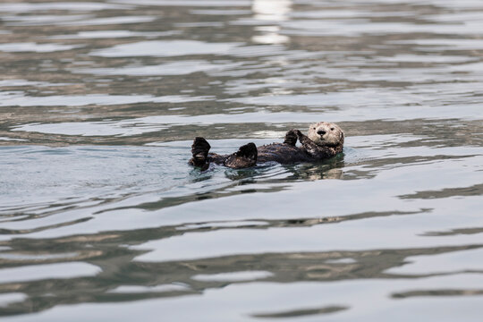 Otter floating on river