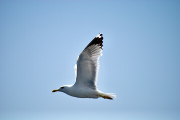 seagull flying over the sea