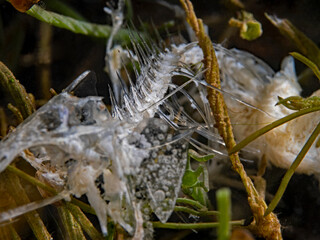 Perch fishbone underwater, Flussbarsch Skelett Unterwasser