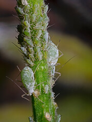 Greenfly Colonyon plant stem, Blattlaus Kolonie