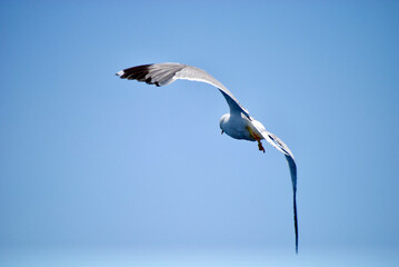 seagull flying over the sea