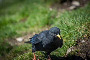Close up Alpine chough Pyrrhocorax graculus standing on green grass in Alps mountains. A portrait of an alpine chough at high altitude