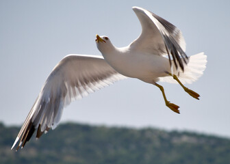 seagull flying over the sea