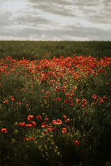 Fototapeta na wymiar Poppies in the field background