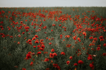 Poppies in the field background