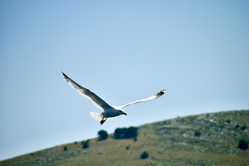 seagull flying over the sea