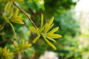 Close up tree branch