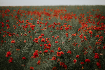 Poppies in the field background