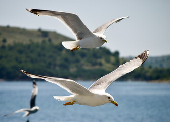 seagull flying over the sea