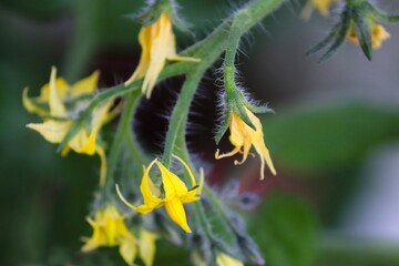 Tomatenpflanze blüht in Gelb