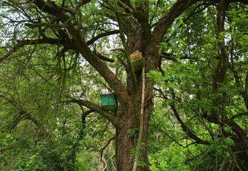 Two swarm traps and bait hives, boxes to attract and catch free honey bees for beekeeping placed on an old wild pear tree above the ground.