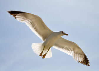 seagull flying over the sea