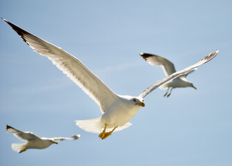 seagull flying over the sea