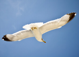 seagull flying over the sea
