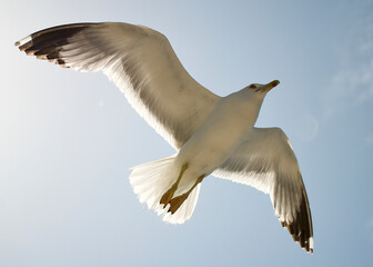 seagull flying over the sea