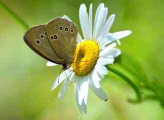 Motyl na białym kwiatku