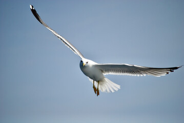 seagull flying over the sea