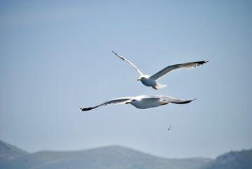 seagull flying over the sea