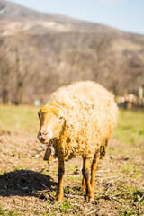 A sheep with tag in the neck in the farmland