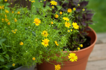 Dahlberg daisy in a flower pot, tiny yellow blooms close up selective focus