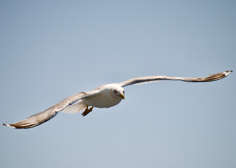 seagull flying over the sea