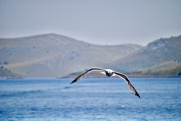 seagull flying over the sea