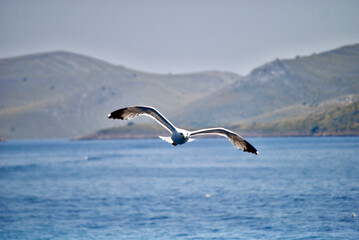 seagull flying over the sea