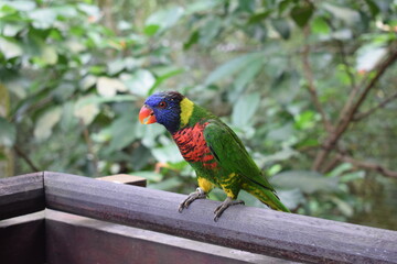 Hello,  I am the most colorful bird. 