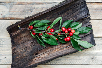 A branch with ripe cherry berries and green leaves lies on a tree bark. A lot of cherries on a branch. Bark from a tree on a wooden background.