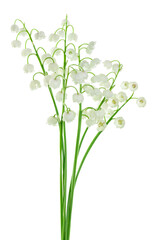 Fototapeta na wymiar Lilly of the valley flowers isolated on white background with clipping path and full depth of field