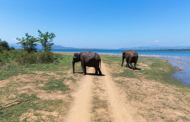 Fototapeta na wymiar Close up of elephants in a Udawalawe National Park of Sri Lanka
