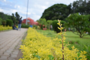 A single shrub. 