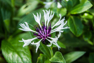 purple and white flower